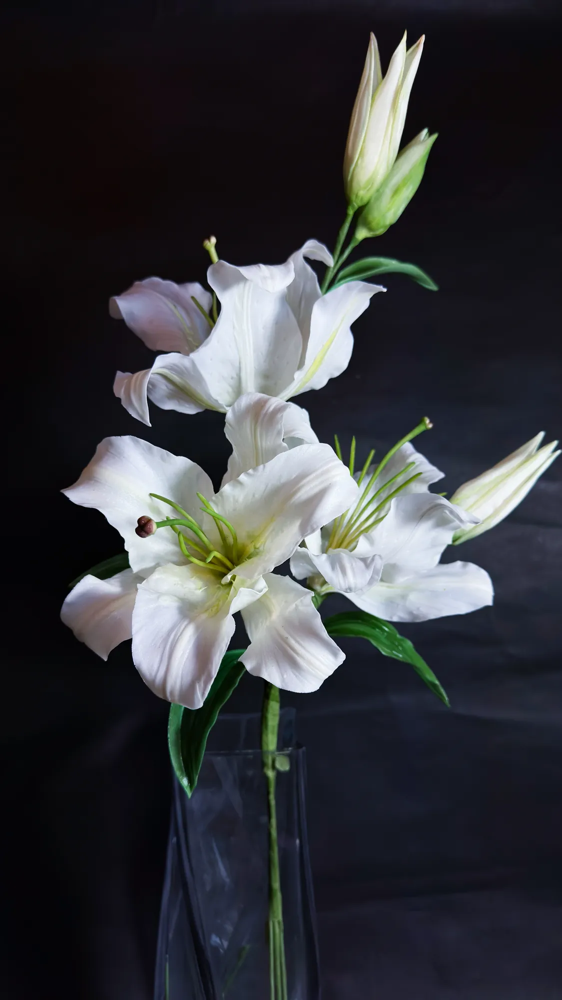 カサブランカ 作品写真3